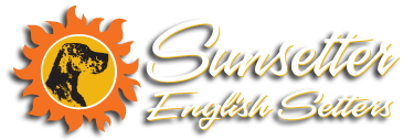 Sunsetter English Setters