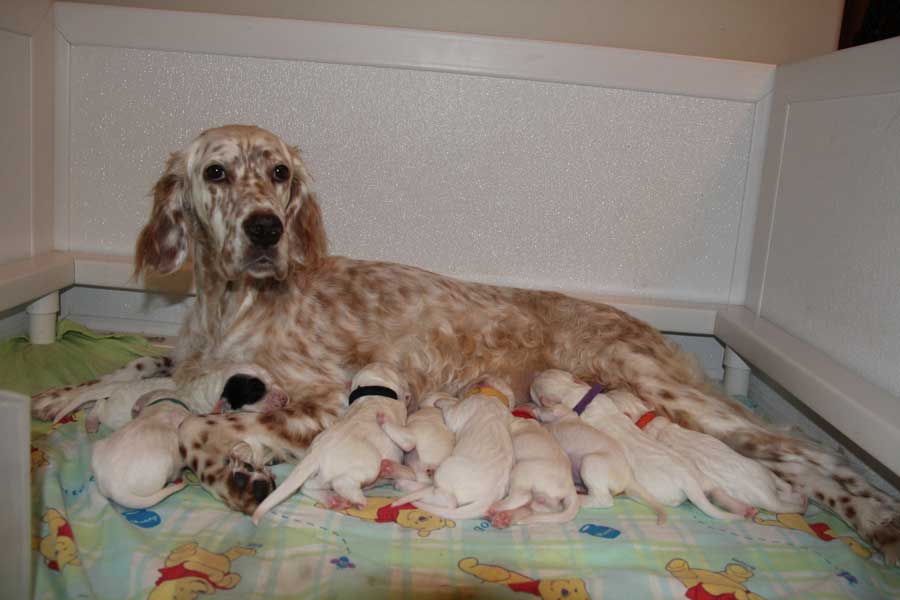 One week, puppies are growing!